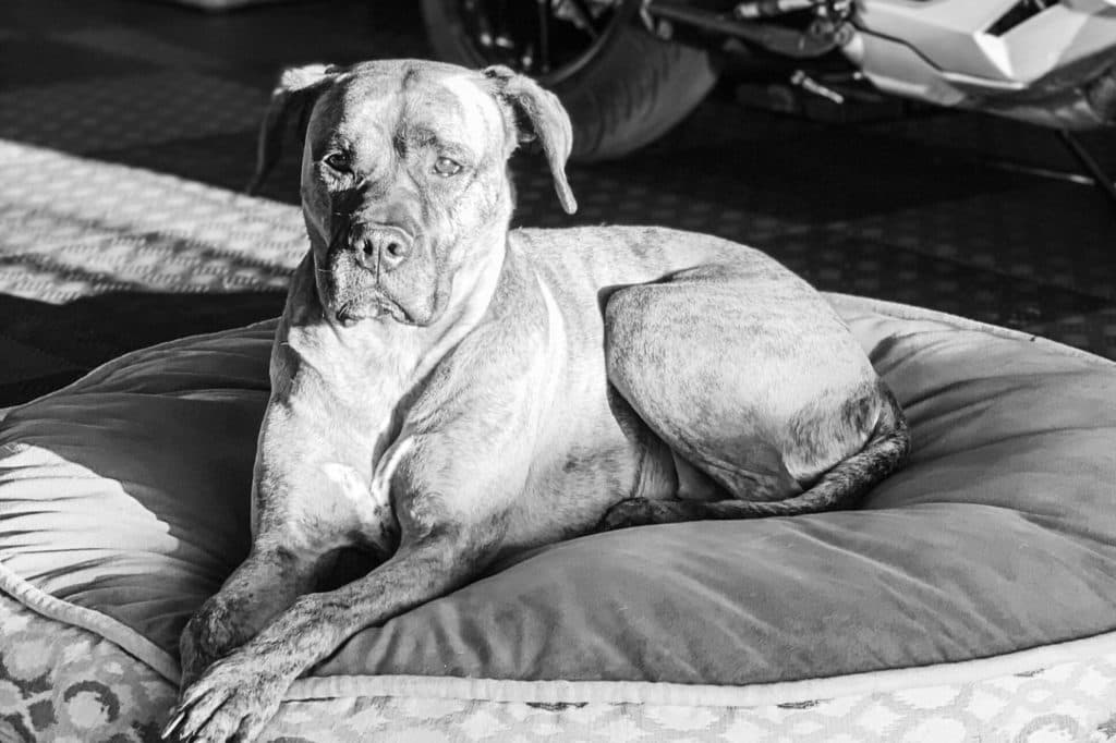 Maya (Sun Bear), shop dog at Huck and Company